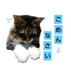 いぐさ猫のスタンプ2（個別スタンプ：16）