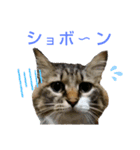 いぐさ猫のスタンプ2（個別スタンプ：17）
