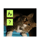 いぐさ猫のスタンプ2（個別スタンプ：18）