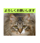 いぐさ猫のスタンプ2（個別スタンプ：19）