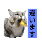 いぐさ猫のスタンプ2（個別スタンプ：22）