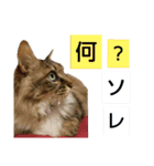 いぐさ猫のスタンプ2（個別スタンプ：23）