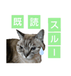 いぐさ猫のスタンプ2（個別スタンプ：24）
