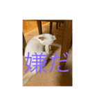 かわいい白猫の甘えん坊スタンプ^_^3（個別スタンプ：3）