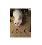 かわいい白猫の甘えん坊スタンプ^_^3（個別スタンプ：4）