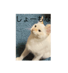 かわいい白猫の甘えん坊スタンプ^_^3（個別スタンプ：7）