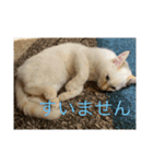 かわいい白猫の甘えん坊スタンプ^_^3（個別スタンプ：12）