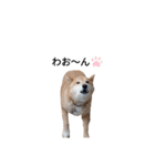 柴ゆめ2（個別スタンプ：8）