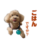 中野家のトイプードルのれお・続（個別スタンプ：6）