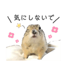 リチャードソンジリス ムク vol.03（個別スタンプ：3）