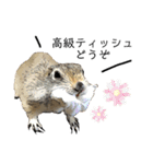 リチャードソンジリス ムク vol.03（個別スタンプ：7）