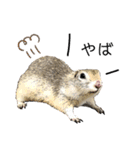 リチャードソンジリス ムク vol.03（個別スタンプ：25）