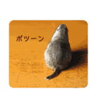 リチャードソンジリス ムク vol.03（個別スタンプ：27）