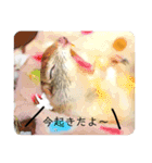 リチャードソンジリス ムク vol.03（個別スタンプ：31）