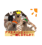 勝村さん家のブルドッグ 達（個別スタンプ：6）