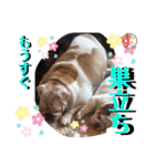 勝村さん家のブルドッグ 達（個別スタンプ：20）