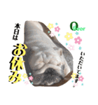 勝村さん家のブルドッグ 達（個別スタンプ：24）