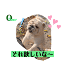 勝村さん家のブルドッグ 達（個別スタンプ：28）