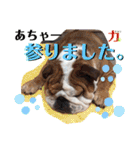 勝村さん家のブルドッグ 達（個別スタンプ：32）