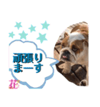 勝村さん家のブルドッグ 達（個別スタンプ：38）