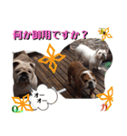 勝村さん家のブルドッグ 達（個別スタンプ：39）
