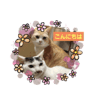 クッキーファミリーの初めてのスタンプ（個別スタンプ：3）