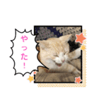 クッキーファミリーの初めてのスタンプ（個別スタンプ：14）