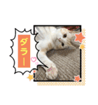 クッキーファミリーの初めてのスタンプ（個別スタンプ：19）
