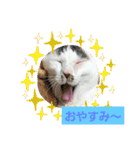 クッキーファミリーの初めてのスタンプ（個別スタンプ：38）