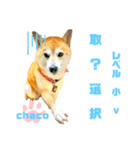 四字熟語のお勉強 レベル  小 ⅴ（個別スタンプ：18）