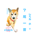 四字熟語のお勉強 レベル  小 ⅴ（個別スタンプ：19）