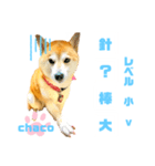 四字熟語のお勉強 レベル  小 ⅴ（個別スタンプ：22）