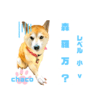 四字熟語のお勉強 レベル  小 ⅴ（個別スタンプ：24）