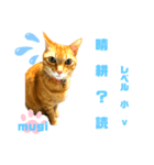 四字熟語のお勉強 レベル  小 ⅴ（個別スタンプ：25）