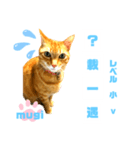 四字熟語のお勉強 レベル  小 ⅴ（個別スタンプ：31）