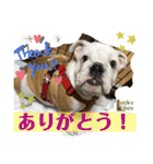 ブルドッグ ラッキーボーイ君＆ひかりちゃん（個別スタンプ：1）
