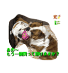 ブルドッグ ラッキーボーイ君＆ひかりちゃん（個別スタンプ：7）