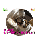 ブルドッグ ラッキーボーイ君＆ひかりちゃん（個別スタンプ：8）