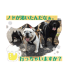 ブルドッグ ラッキーボーイ君＆ひかりちゃん（個別スタンプ：13）
