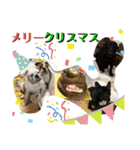 ブルドッグ ラッキーボーイ君＆ひかりちゃん（個別スタンプ：18）