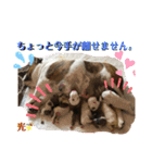 ブルドッグ ラッキーボーイ君＆ひかりちゃん（個別スタンプ：19）