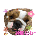 ブルドッグ ラッキーボーイ君＆ひかりちゃん（個別スタンプ：23）
