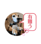 にるすた。4（個別スタンプ：3）