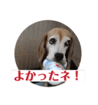 にるすた。4（個別スタンプ：4）