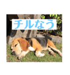 にるすた。4（個別スタンプ：5）