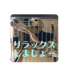 にるすた。4（個別スタンプ：10）
