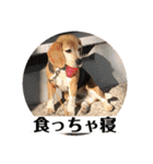 にるすた。4（個別スタンプ：11）