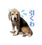 にるすた。4（個別スタンプ：12）