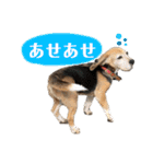 にるすた。4（個別スタンプ：14）