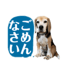 にるすた。4（個別スタンプ：19）